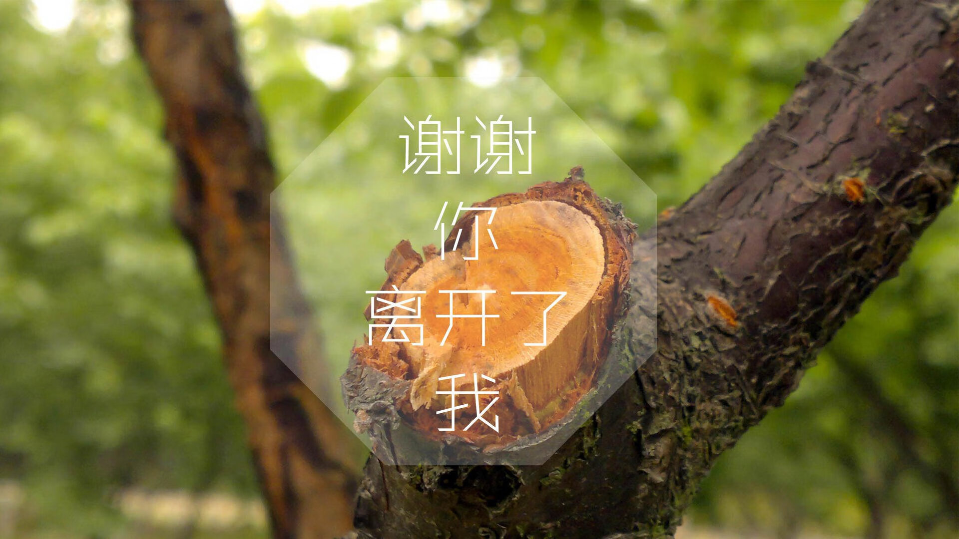 _湖人复苏，迎来一波胜利潮_，湖人结束连败疯狂庆祝
