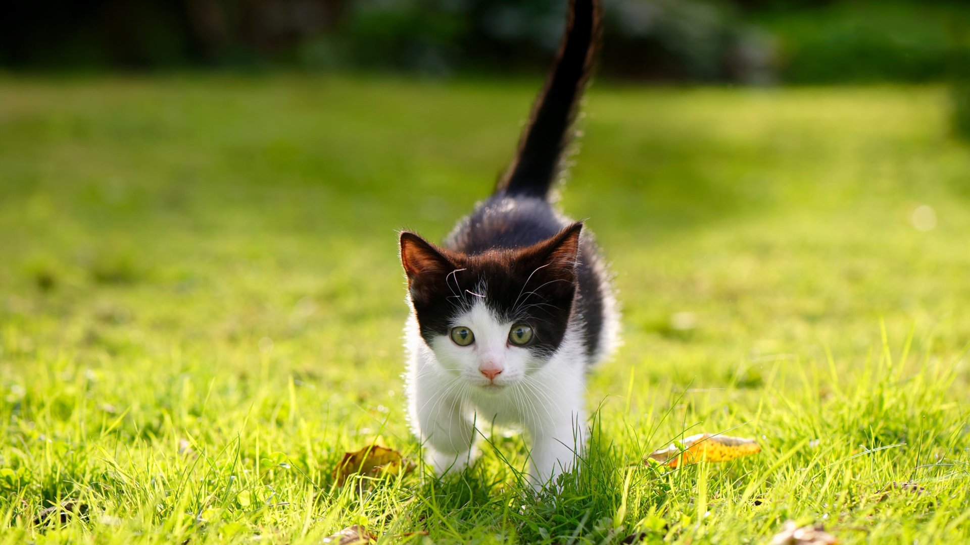 _篮球技巧培训营：打造未来巨星_，2021篮球培训