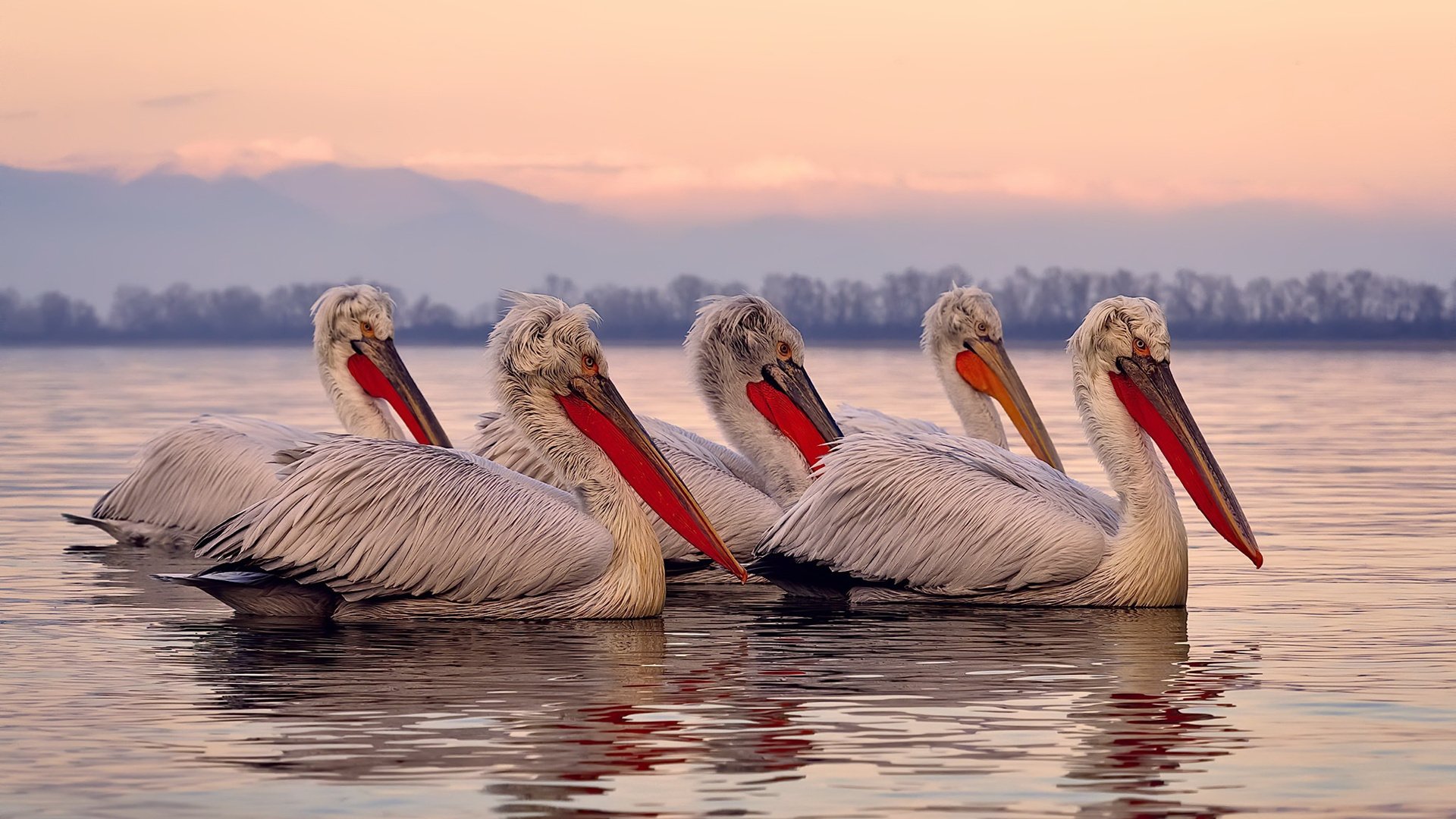 _雄鹿持续稳步提升，迎来佳绩_，雄鹿11