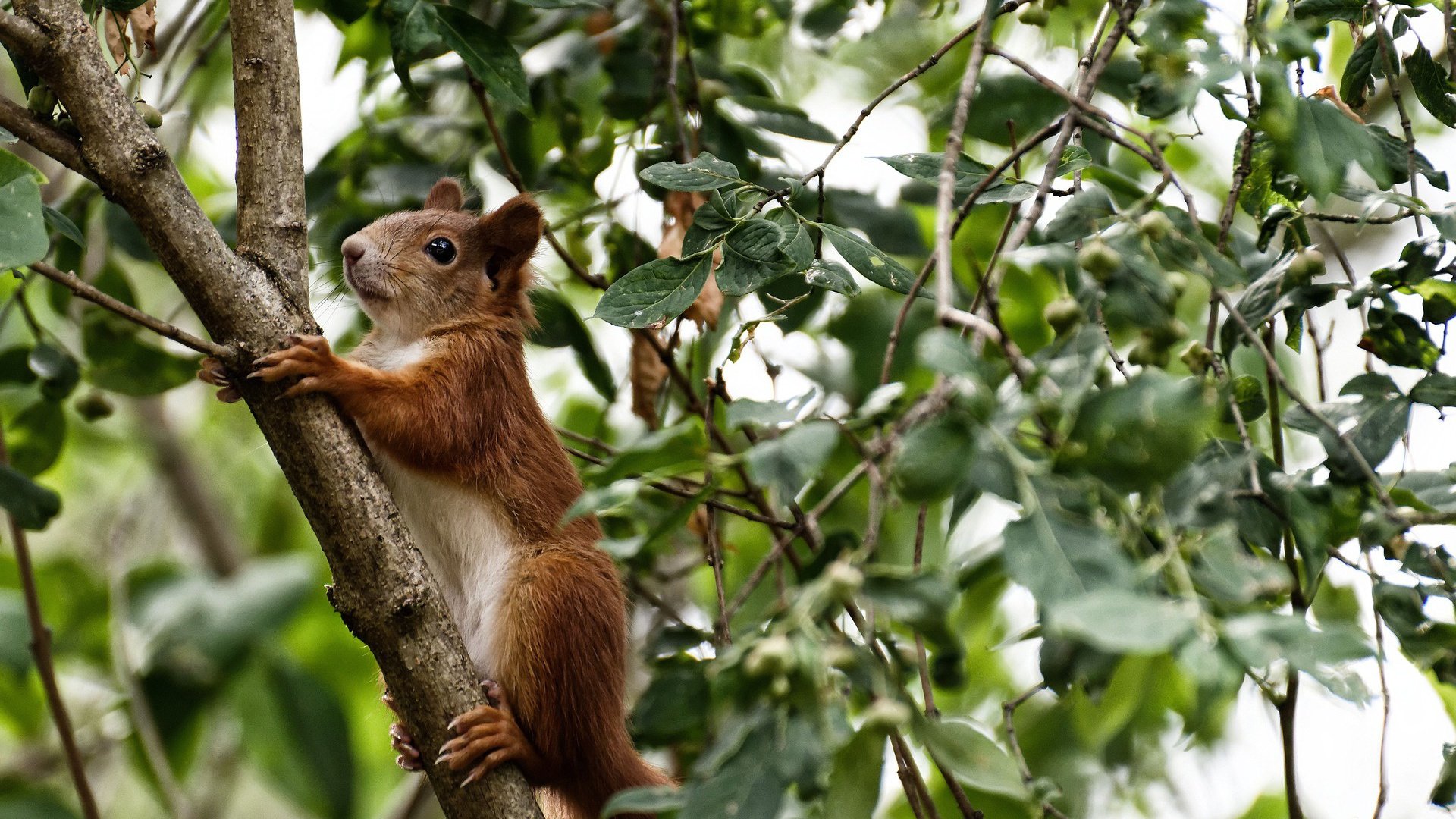_魔术队强势反弹，逐渐走出低谷_，魔术队百度百科