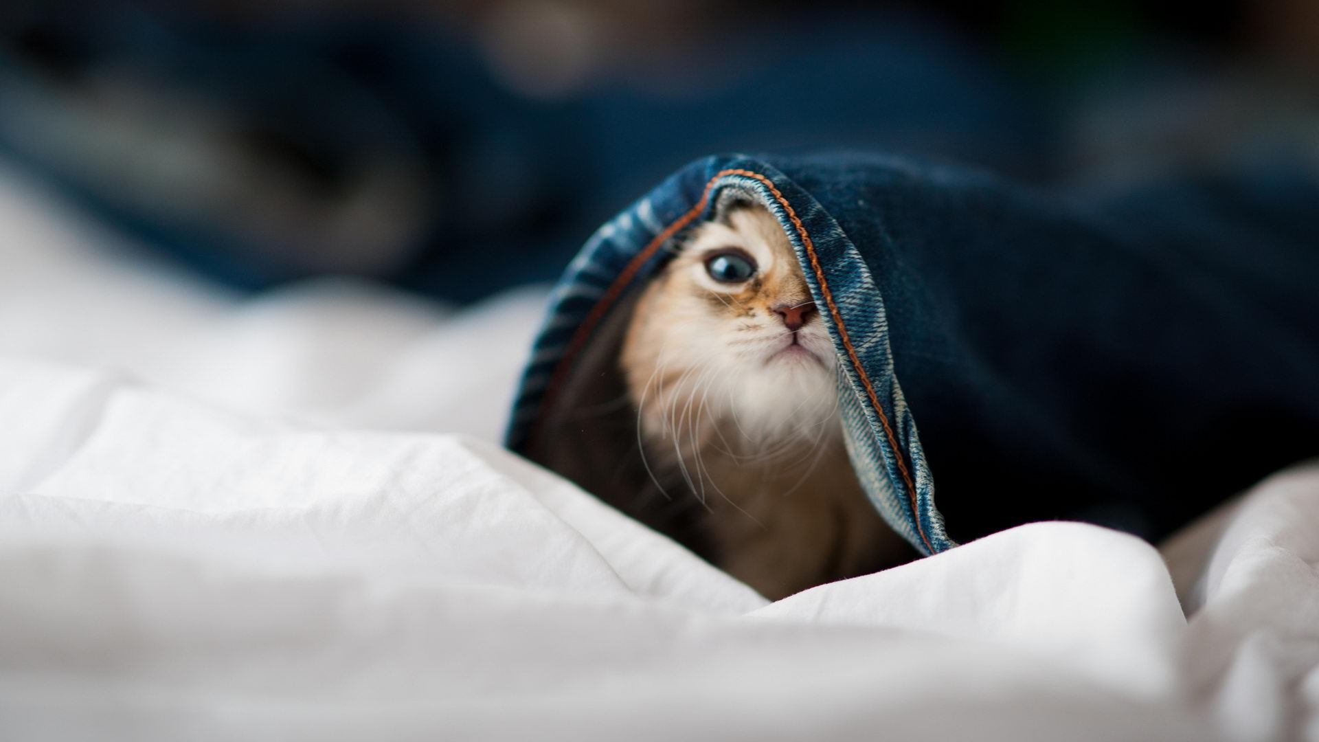 “西甲激烈争夺：多支豪门死磕榜首”，豪门三强挥金如土,赚足流量的西甲联赛迎来新伙伴