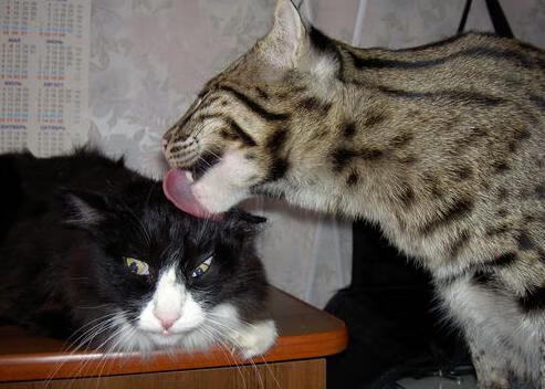 《电竞选手的“明星养成记”：从新人到顶级高手》，电竞明星选手是什么意思