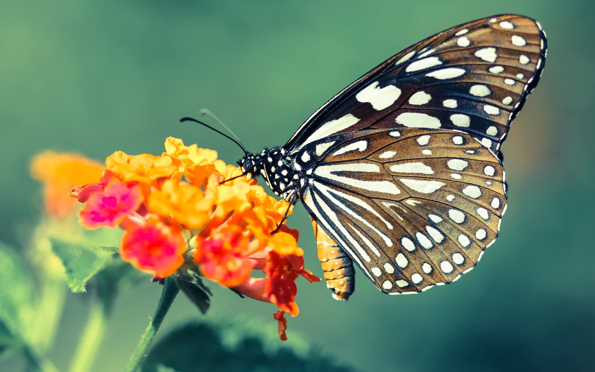 新晋先锋：最值得关注的青训出品球员，青训职业选手